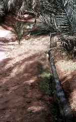 Irrigation à Timimoun